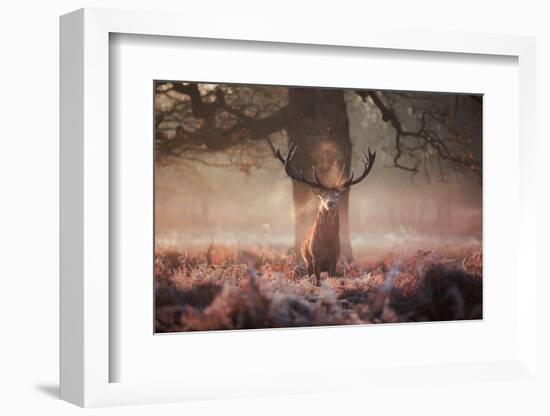 Monarch of the Forest-Alex Saberi-Framed Photographic Print