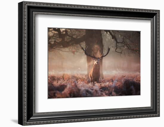 Monarch of the Forest-Alex Saberi-Framed Photographic Print