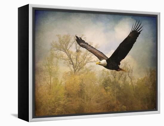 Monarch of the Skies Bald Eagle-Jai Johnson-Framed Premier Image Canvas
