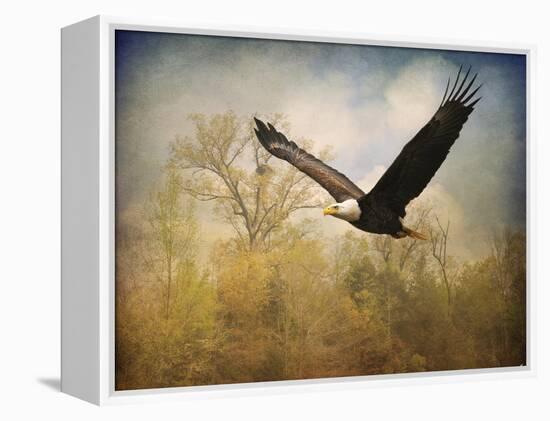 Monarch of the Skies Bald Eagle-Jai Johnson-Framed Premier Image Canvas