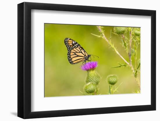 Monarch on Bull thistle-Richard and Susan Day-Framed Photographic Print