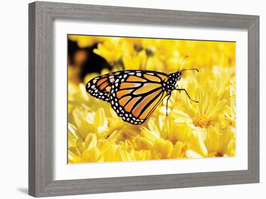 Monarch on Chrysanthemums-Alan Hausenflock-Framed Photographic Print