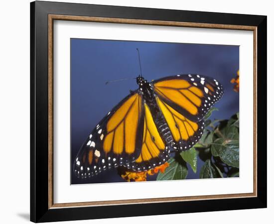 Monarch on Lantana, Florida, Usa-Maresa Pryor-Framed Photographic Print
