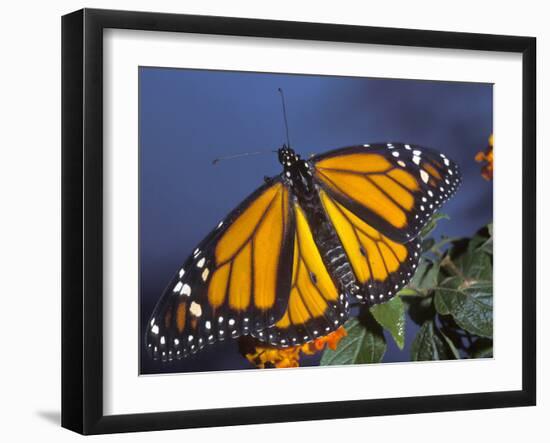 Monarch on Lantana, Florida, Usa-Maresa Pryor-Framed Photographic Print