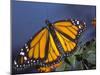 Monarch on Lantana, Florida, Usa-Maresa Pryor-Mounted Photographic Print