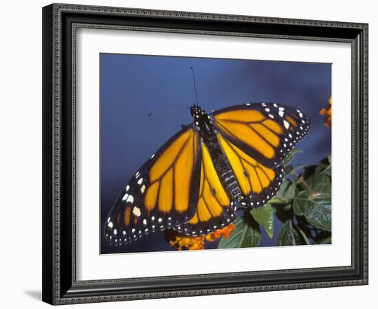 Monarch on Lantana, Florida, Usa-Maresa Pryor-Framed Photographic Print