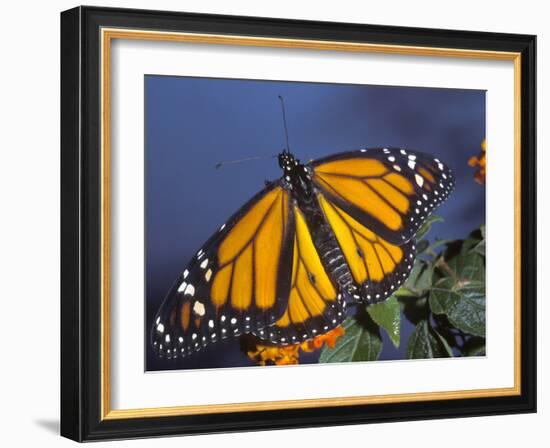 Monarch on Lantana, Florida, Usa-Maresa Pryor-Framed Photographic Print