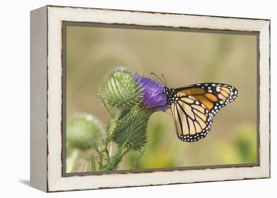 Monarch on Pasture Thistle, Prairie Ridge Sna, Marion, Illinois, Usa-Richard ans Susan Day-Framed Premier Image Canvas