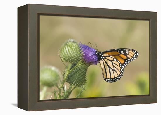 Monarch on Pasture Thistle, Prairie Ridge Sna, Marion, Illinois, Usa-Richard ans Susan Day-Framed Premier Image Canvas