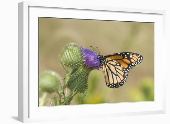 Monarch on Pasture Thistle, Prairie Ridge Sna, Marion, Illinois, Usa-Richard ans Susan Day-Framed Photographic Print