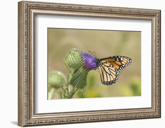 Monarch on Pasture Thistle, Prairie Ridge Sna, Marion, Illinois, Usa-Richard ans Susan Day-Framed Photographic Print