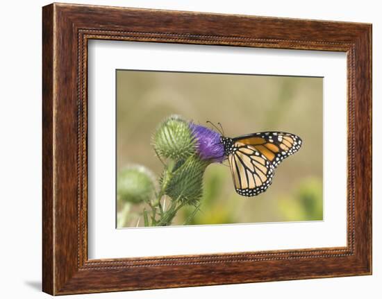 Monarch on Pasture Thistle, Prairie Ridge Sna, Marion, Illinois, Usa-Richard ans Susan Day-Framed Photographic Print