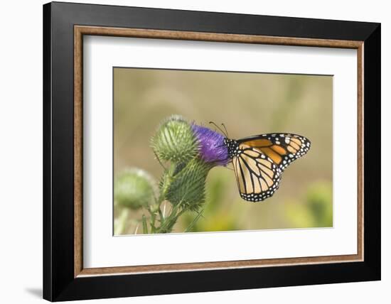 Monarch on Pasture Thistle, Prairie Ridge Sna, Marion, Illinois, Usa-Richard ans Susan Day-Framed Photographic Print