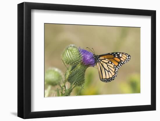 Monarch on Pasture Thistle, Prairie Ridge Sna, Marion, Illinois, Usa-Richard ans Susan Day-Framed Photographic Print