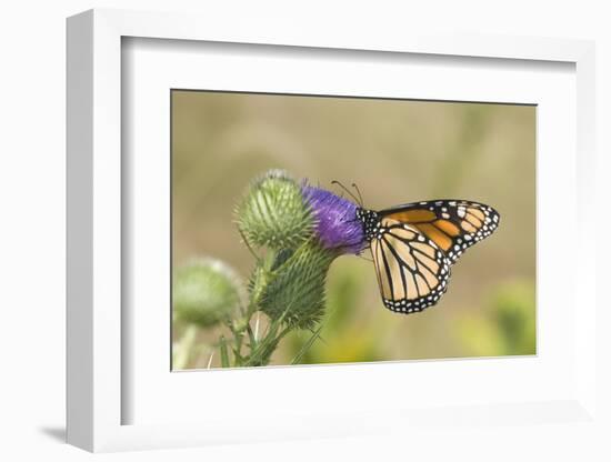 Monarch on Pasture Thistle, Prairie Ridge Sna, Marion, Illinois, Usa-Richard ans Susan Day-Framed Photographic Print