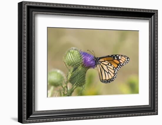 Monarch on Pasture Thistle, Prairie Ridge Sna, Marion, Illinois, Usa-Richard ans Susan Day-Framed Photographic Print