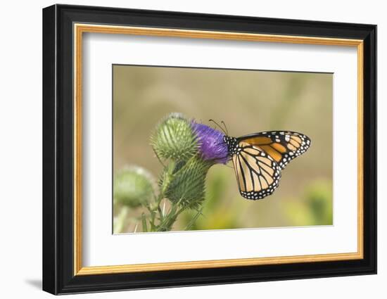 Monarch on Pasture Thistle, Prairie Ridge Sna, Marion, Illinois, Usa-Richard ans Susan Day-Framed Photographic Print