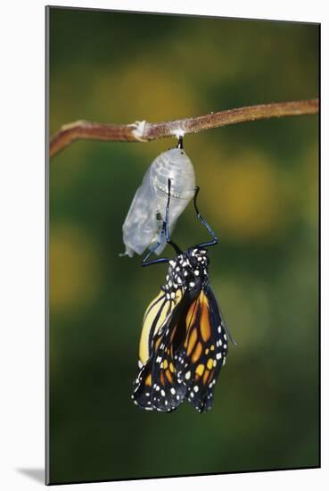 Monarch Pupa, Chrysalis before Emergence Marion County, Illinois-Richard and Susan Day-Mounted Photographic Print