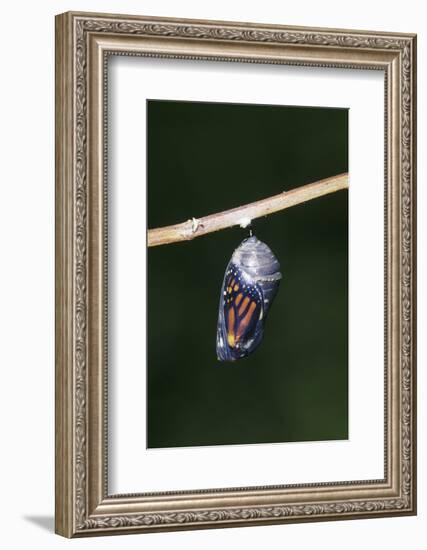 Monarch Pupa, Chrysalis before Emergence Marion County, Illinois-Richard and Susan Day-Framed Photographic Print