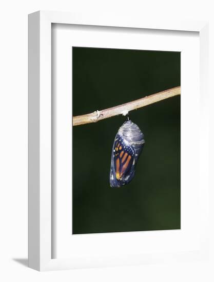 Monarch Pupa, Chrysalis before Emergence Marion County, Illinois-Richard and Susan Day-Framed Photographic Print