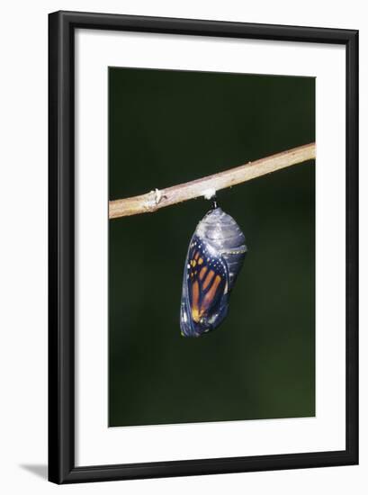 Monarch Pupa, Chrysalis before Emergence Marion County, Illinois-Richard and Susan Day-Framed Photographic Print