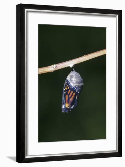 Monarch Pupa, Chrysalis before Emergence Marion County, Illinois-Richard and Susan Day-Framed Photographic Print