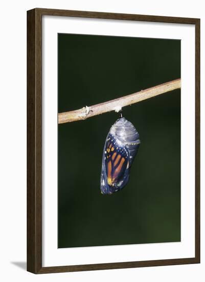 Monarch Pupa, Chrysalis before Emergence Marion County, Illinois-Richard and Susan Day-Framed Photographic Print