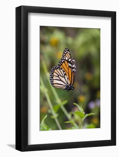 Monarch suspended in spider web.-Larry Ditto-Framed Photographic Print