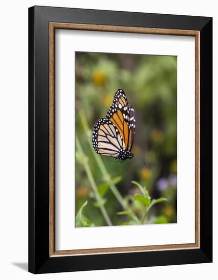 Monarch suspended in spider web.-Larry Ditto-Framed Photographic Print