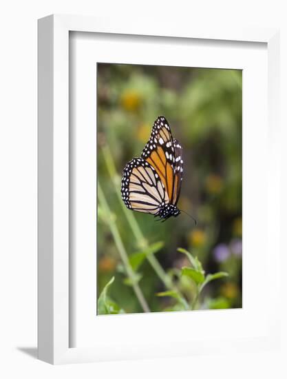 Monarch suspended in spider web.-Larry Ditto-Framed Photographic Print