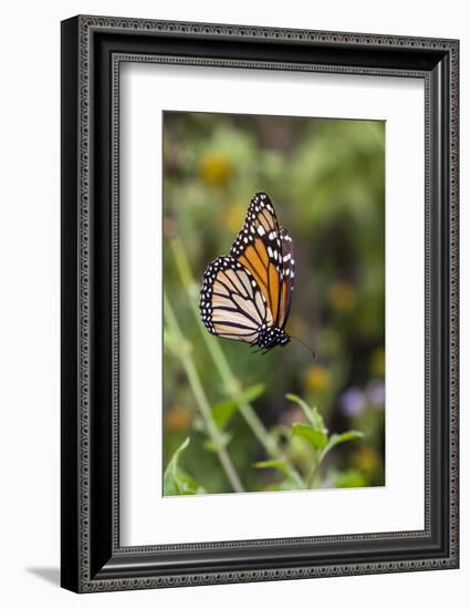 Monarch suspended in spider web.-Larry Ditto-Framed Photographic Print