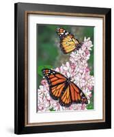 Monarch-Marilyn Barkhouse-Framed Art Print