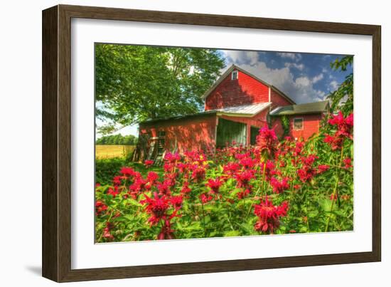 Monarda and Red Barn-Robert Goldwitz-Framed Photographic Print