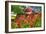 Monarda and Red Barn-Robert Goldwitz-Framed Photographic Print