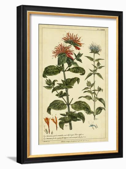 Monarda, Pl. CLXXXIII-Phillip Miller-Framed Art Print