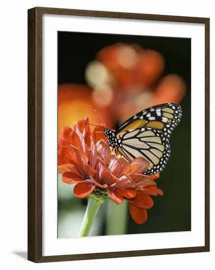 Monark Butterfly-Gary Carter-Framed Photographic Print