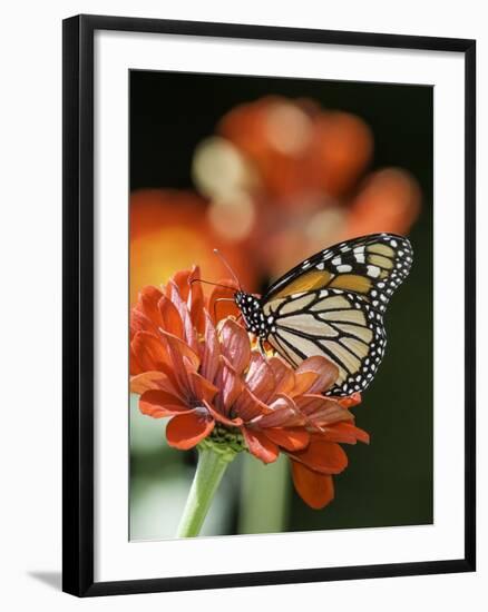 Monark Butterfly-Gary Carter-Framed Photographic Print
