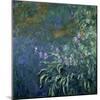 Monet: Irises By The Pond-Claude Monet-Mounted Giclee Print