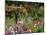 Monet's Garden, Giverny, Haute Normandie, France, Europe-Ken Gillham-Mounted Photographic Print