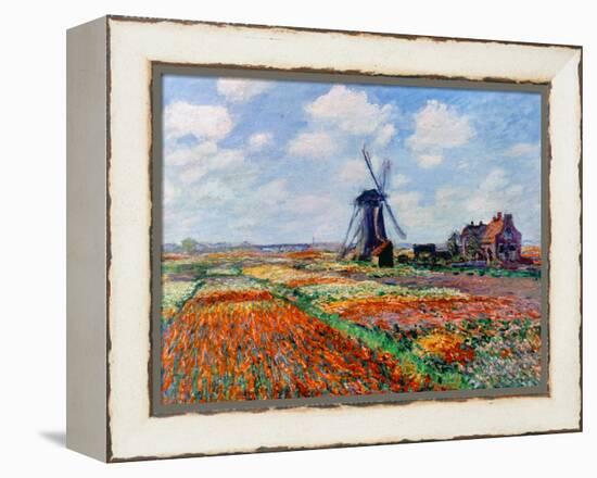 Monet: Tulip Fields, 1886-Claude Monet-Framed Premier Image Canvas