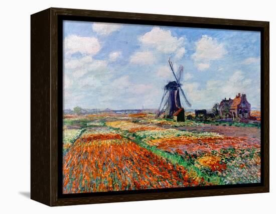 Monet: Tulip Fields, 1886-Claude Monet-Framed Premier Image Canvas