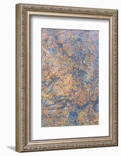 Monets Oak-Doug Chinnery-Framed Photographic Print