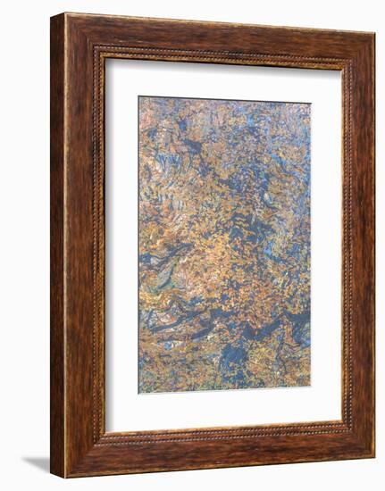 Monets Oak-Doug Chinnery-Framed Photographic Print