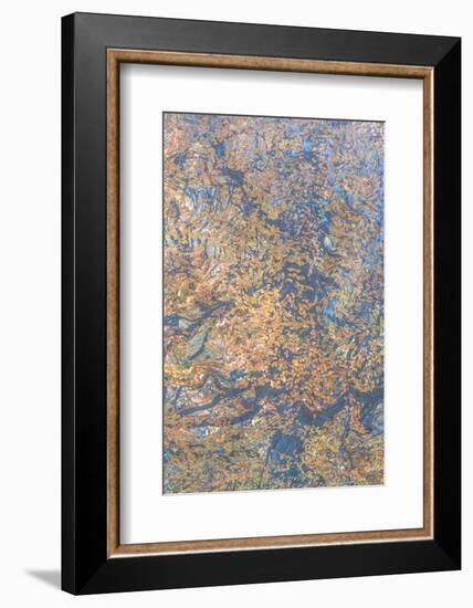 Monets Oak-Doug Chinnery-Framed Photographic Print