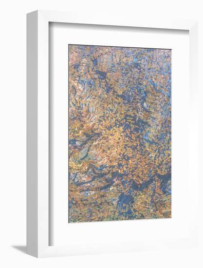 Monets Oak-Doug Chinnery-Framed Photographic Print