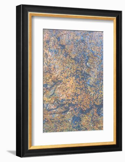 Monets Oak-Doug Chinnery-Framed Photographic Print