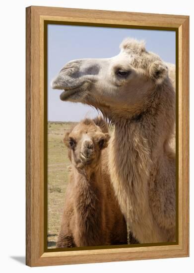 Mongolia, Lake Tolbo, Bactrian Camels-Emily Wilson-Framed Premier Image Canvas