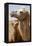 Mongolia, Lake Tolbo, Bactrian Camels-Emily Wilson-Framed Premier Image Canvas