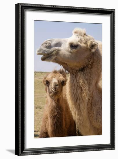 Mongolia, Lake Tolbo, Bactrian Camels-Emily Wilson-Framed Photographic Print