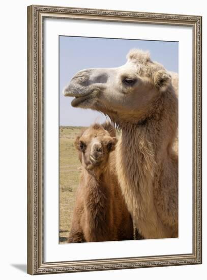 Mongolia, Lake Tolbo, Bactrian Camels-Emily Wilson-Framed Photographic Print